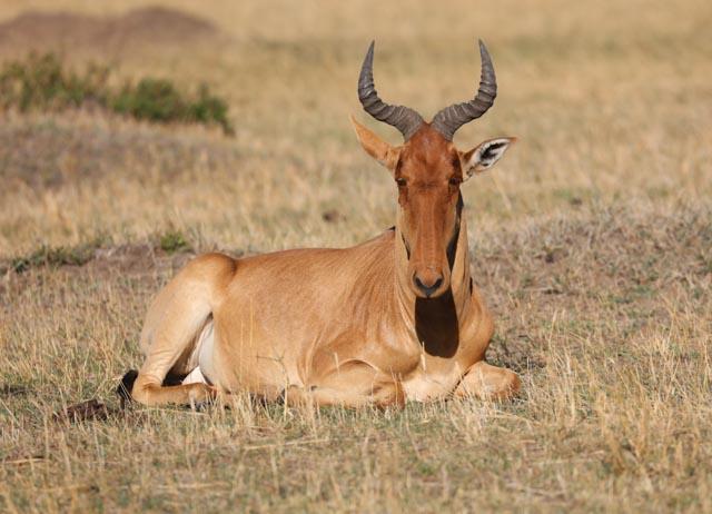 The Big Six: Africa's Five Big Giants and More- Photographic and Information Book