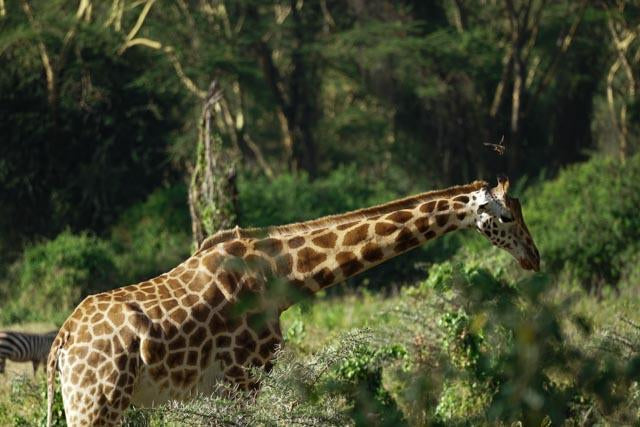 The Big Six: Africa's Five Big Giants and More- Photographic and Information Book