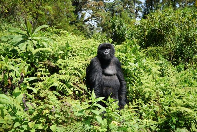 The Big Six: Africa's Five Big Giants and More- Photographic and Information Book